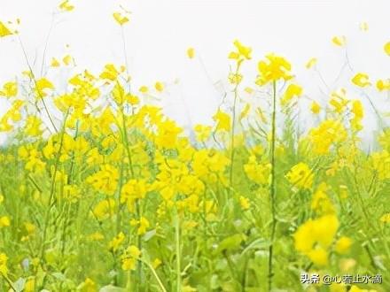 雷大雨小打一，探寻生肖智慧与人生启示之道