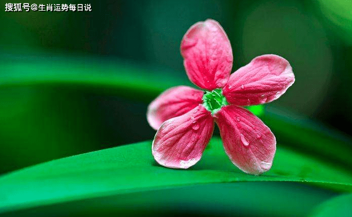 生肖奥秘与如鱼得水的关系解析