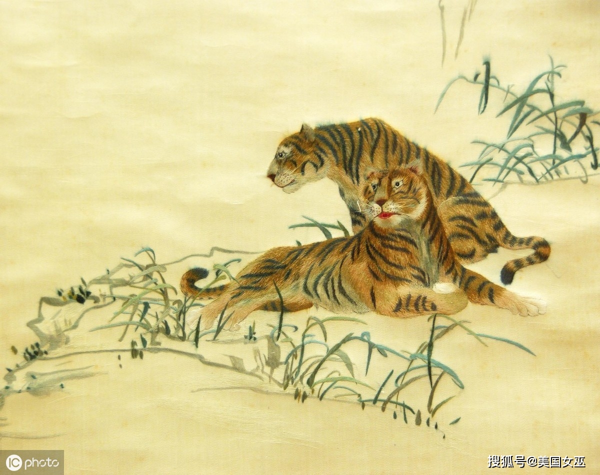 猜谜探智，生肖虎中的策略与智慧