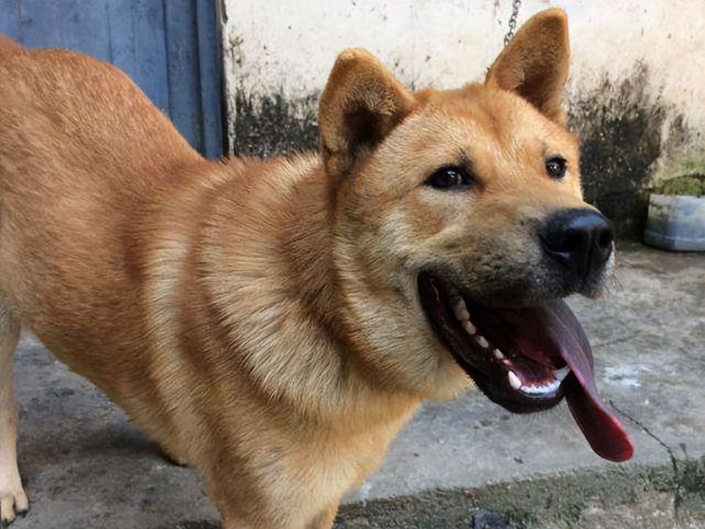 老八辈子最信赖的动物，犬的忠诚传承