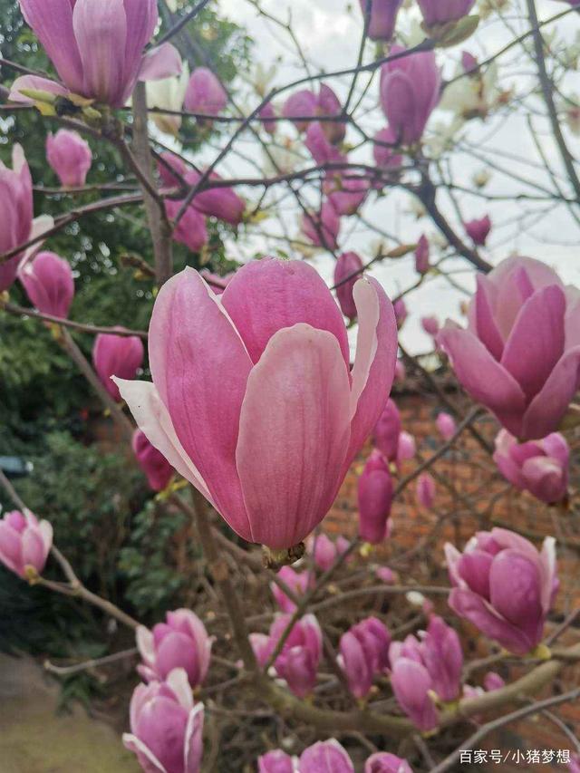探寻生肖韵味与植物之美，荷花兰李竹花与一生肖之谜