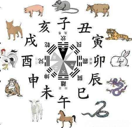 观者如山探生肖之谜，揭秘生肖奥秘