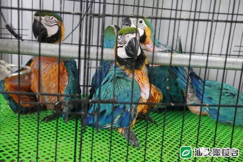 海关查获濒危动物制品，保护野生动物维护生态安全行动取得重要进展