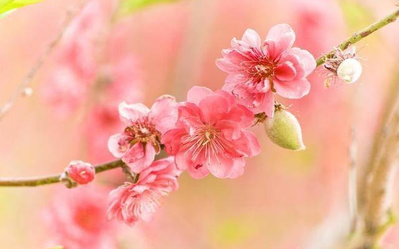 生肖与桃花运的神秘联系，哪个生肖代表桃花？