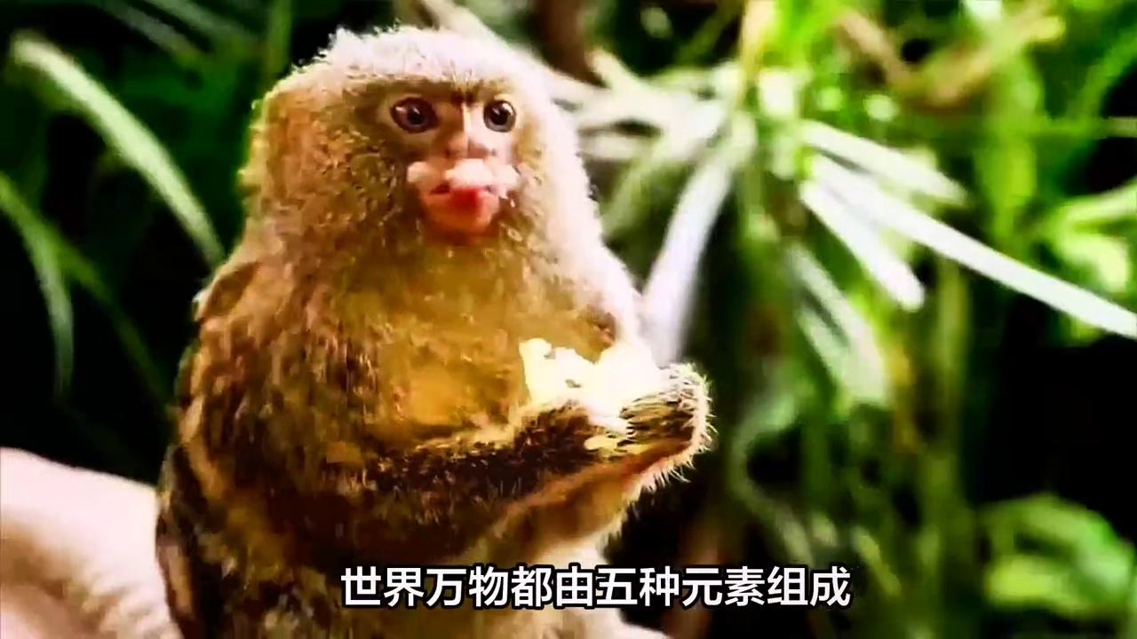 生肖下周运势预测2024年展望