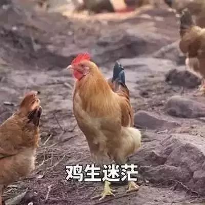 揭秘生肖文化符号背后的深层含义，哪些生肖喜欢寻找鸡？