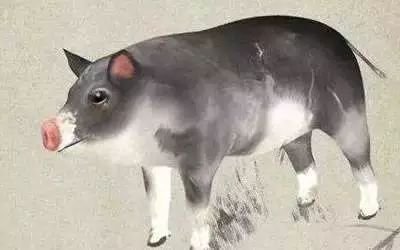 猪的魅力与悠闲生活，十二生肖中的懒散魅力