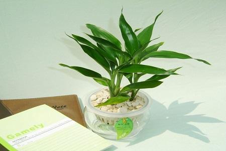 揭秘生肖与植物财运关联，养什么植物能旺财？