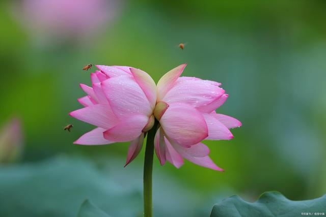 揭秘生肖之谜，芙蓉并蒂与生肖之谜探秘