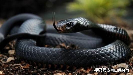 生肖与水中毒蛇的象征意义，揭秘水里藏毒蛇对应的生肖的神秘面纱