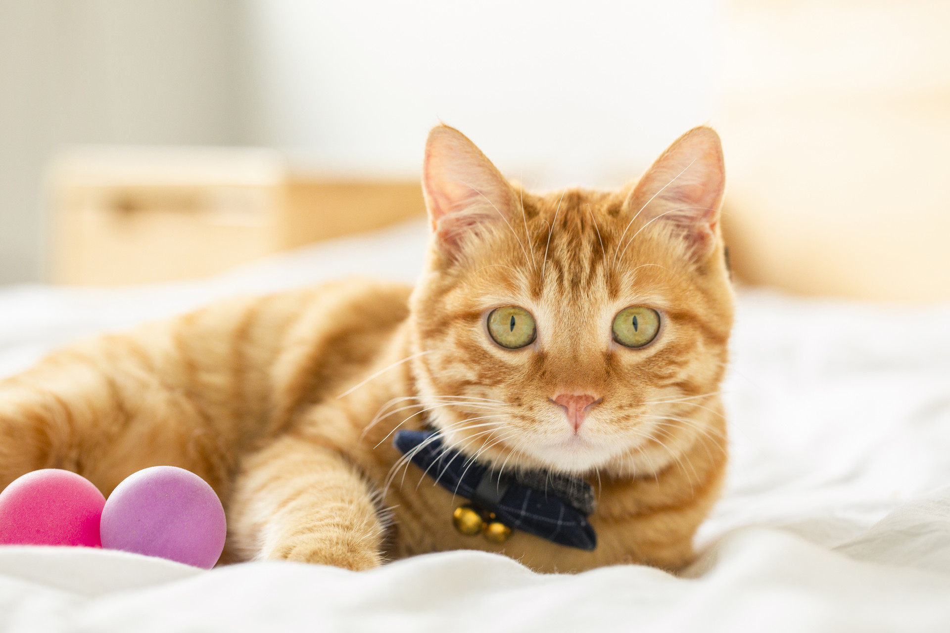 星座分析胖猫事件背后的深层含义与影响探究
