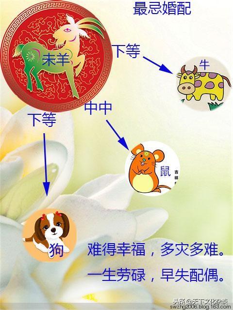千姿百态的生肖猴，揭秘猴的多样形态与特性