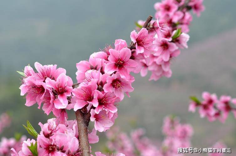 揭秘生肖桃花之谜，寻找桃花生肖的奥秘