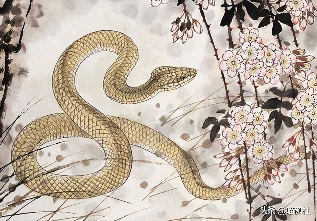独善其身的生肖，自我修养之道的深度解读与探索
