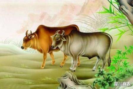 破旧立新与生肖交融的奇妙之处，生肖属性揭示破旧立新特质