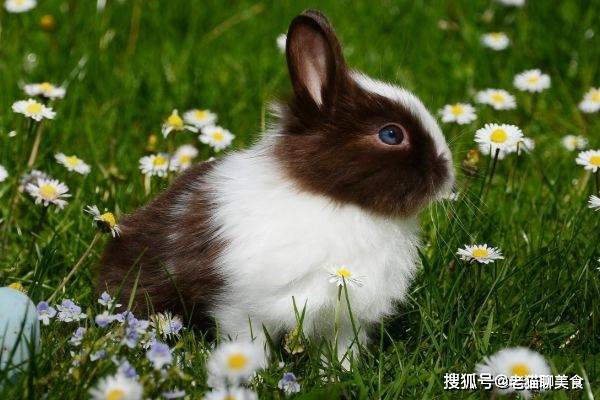 探秘十二生肖之兔的独特魅力与探寻之路