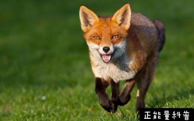 揭秘狡猾动物背后的生肖之谜，揭秘何为生肖之狡猾动物？