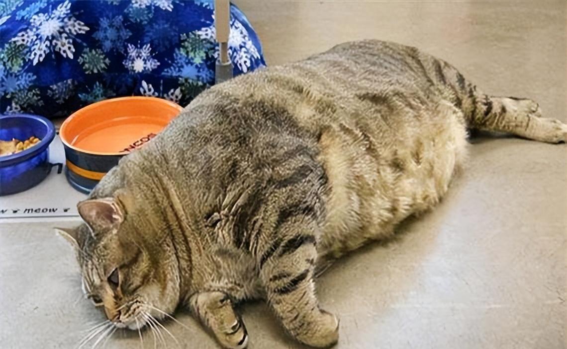星座揭秘，胖猫男女主的星座奇缘