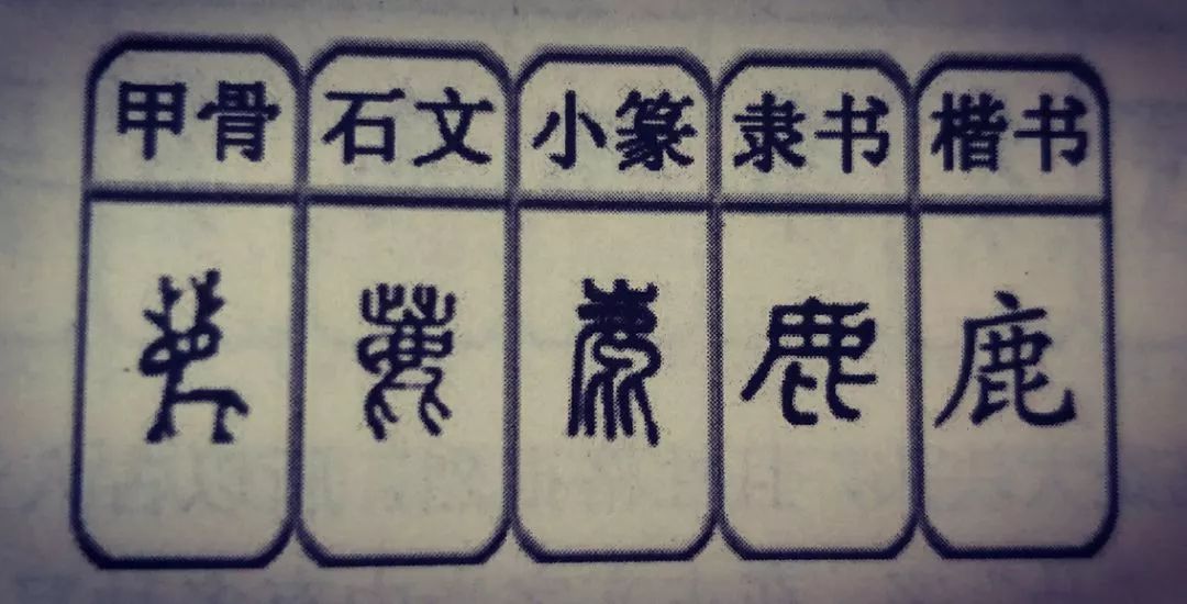 骚字代表哪个生肖？——揭秘文化符号中的生肖之谜