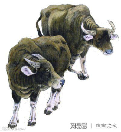 揭秘六畜四条腿与生肖的奥秘，哪些生肖属于四腿之兽？