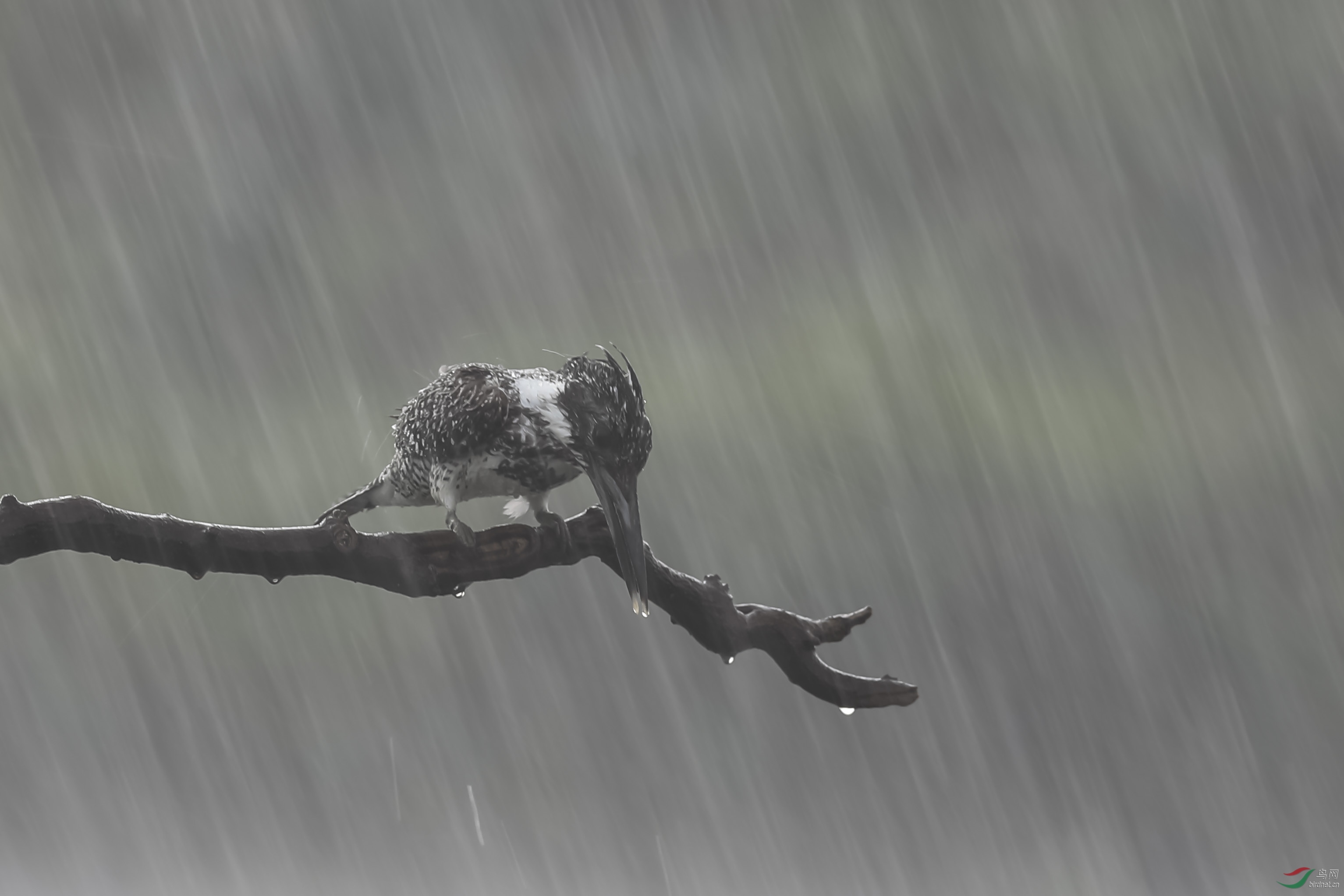 狂风骤雨中的生肖传奇，风雨洗礼下的生肖传奇