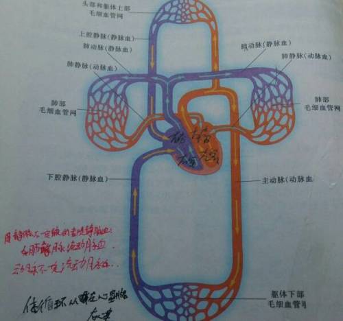 循规蹈矩代表的生肖，恪守传统的动物象征解析