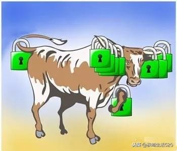赶鸭子上架猜生肖，背后的故事与智慧探寻