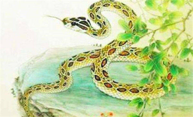 揭秘欲钱神出鬼没的生肖，神秘面纱下的秘密