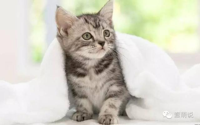 猫辣星座，神秘魅力与独特个性的融合