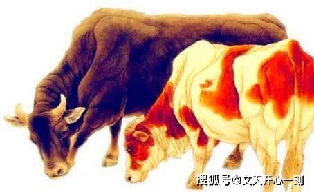 大智若愚，解读生肖牛背后的智慧象征