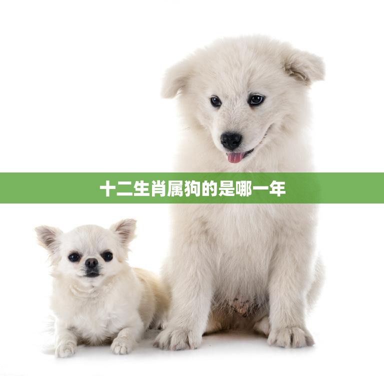 狗生小狗的生肖奥秘，揭秘狗生小狗的生肖属性