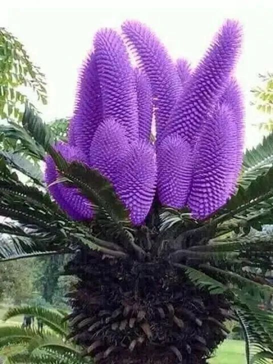铁树开花与生肖的奇缘，揭秘铁树开花与生肖的关联