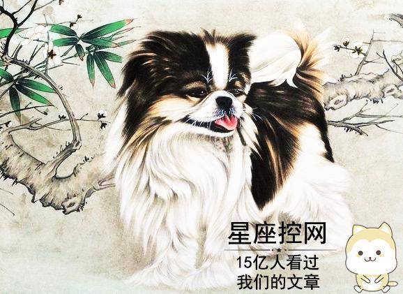狗冲龙生肖运势深度解析与神秘魅力探索——生肖运势揭秘及影响分析