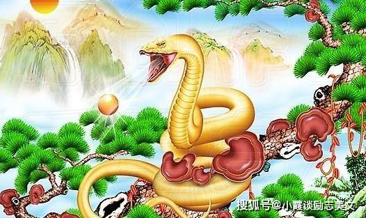揭秘欲钱找无牙的生肖背后的故事与深层含义