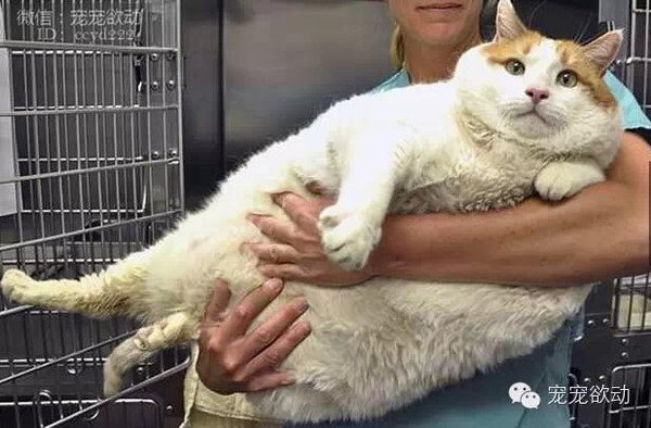 胖猫事件女主星座揭秘与探究