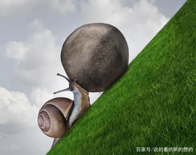 意志坚强的生肖，探寻生肖中的坚韧不拔精神力量
