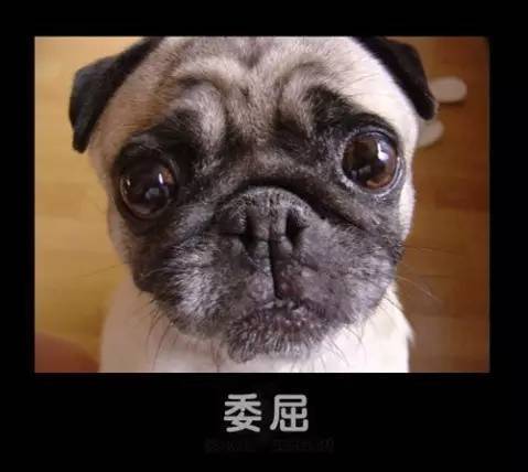 狗狗脸与土象星座的独特魅力解析