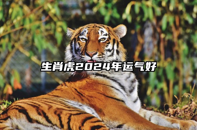 生肖虎在2024年的运势展望，新时代的机遇与挑战