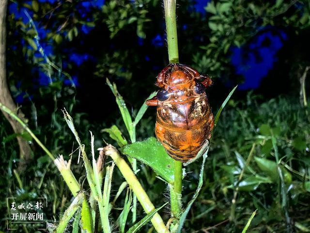 金蝉脱壳与生肖智慧，揭秘特定生肖的金蝉脱壳寓意