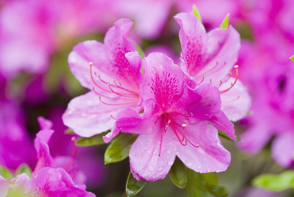 杜鹃花与生肖的奇缘，探寻杜鹃花的生肖属性之谜