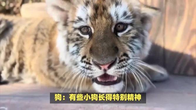 美元资产 第4页