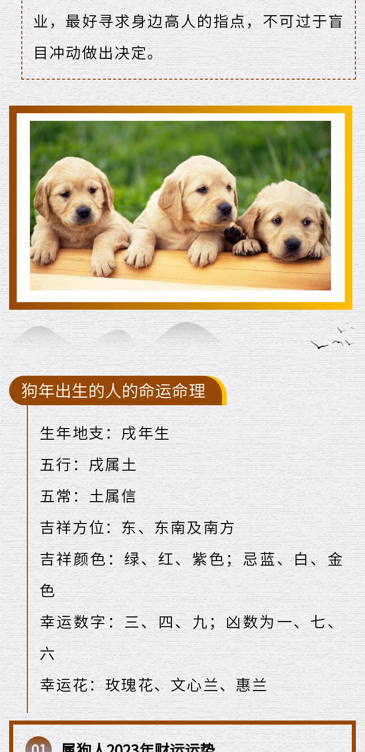 养狗的生辰八字与宠物幸福生活的奥秘探索，生辰八字与狗狗的幸福时光