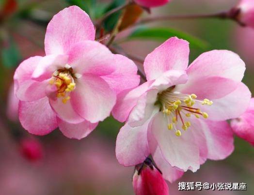 飞舞花正红与生肖的神秘联系，飞舞花正红代表的生肖是什么？