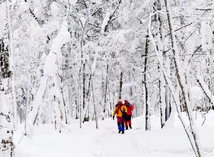 冰天雪地中的生肖传奇，揭秘冰天雪地的生肖传奇故事