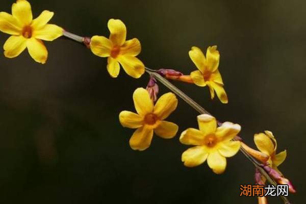 迎春花与生肖的奇缘，揭秘迎春花代表的生肖
