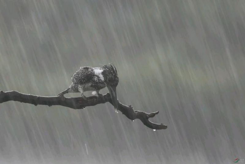 狂风暴雨背后的生肖传奇，揭秘神秘生肖风云