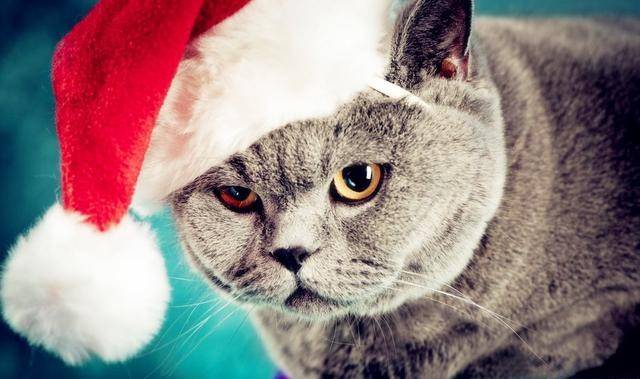 十二星座猫猫化的奇幻世界，星座与猫科的魅力交融