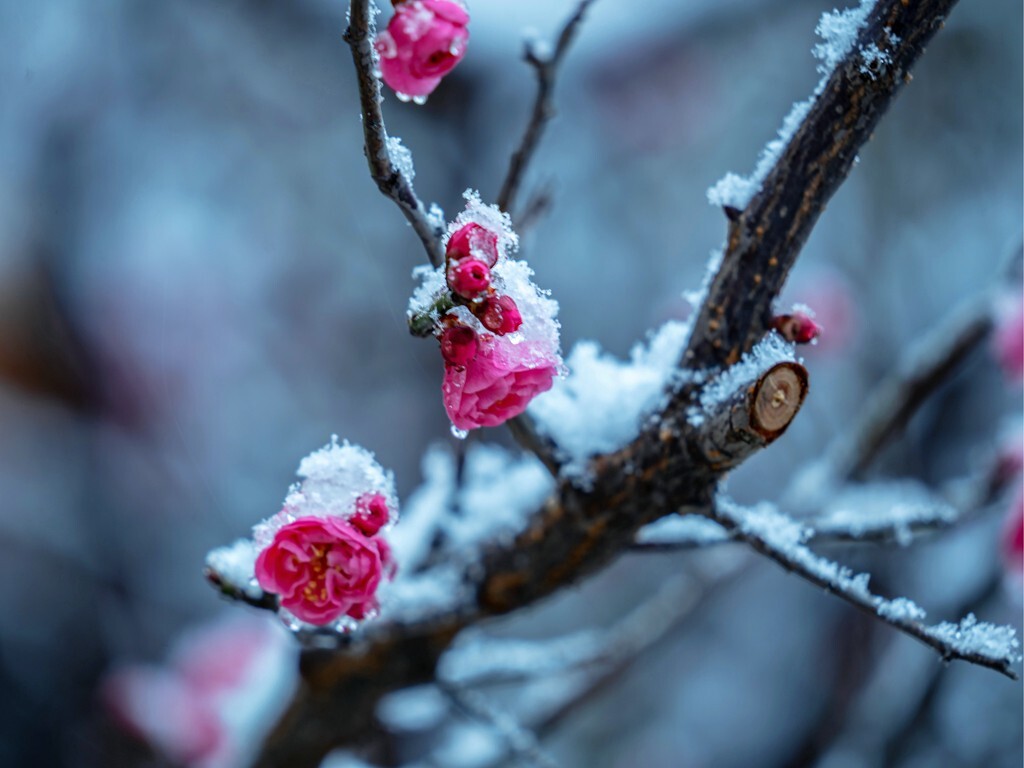 寒梅傲雪映生肖，生肖的象征与傲骨特质揭秘