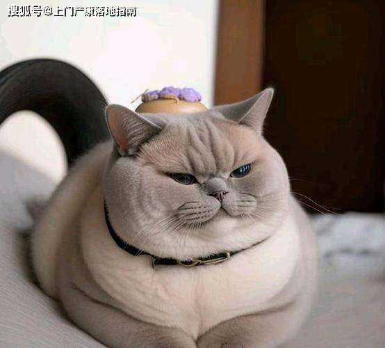 胖猫、女友与星座的奇幻之旅