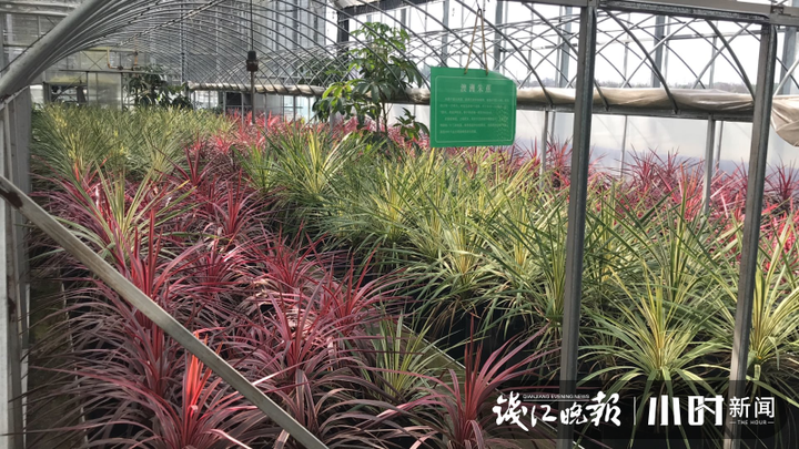 科技赋能鲜花产业，赏研一体推动经济持续繁荣的秘诀